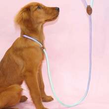 A Colorful Pet Dog Leash For Indoor And Outdoor Use - Fenlan - View 5