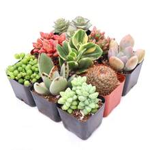 Gift 500pcs Assorted Succulents (9-50 Pcs) All Unique Types - Live Plants In 2" Potswomen's Clothing - 9-pack - View 1