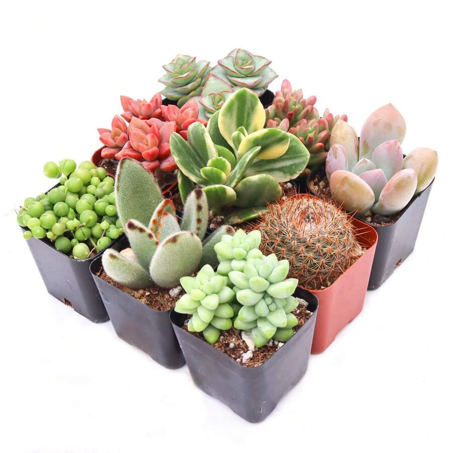Gift 500pcs Assorted Succulents (9-50 Pcs) All Unique Types - Live Plants In 2" Potswomen's Clothing - 9-pack - View 1