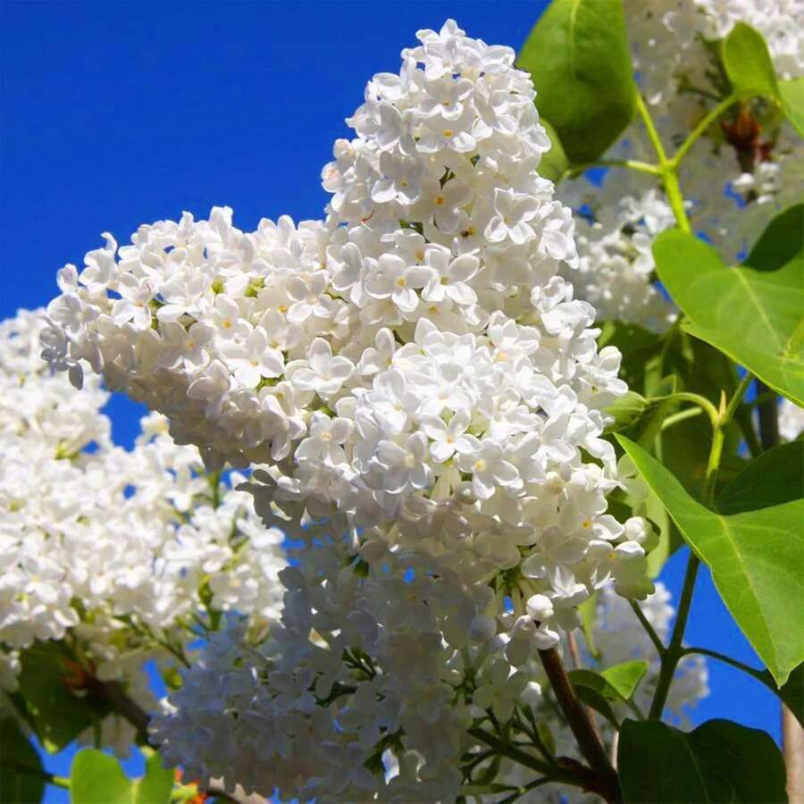 30 weiße japanische Flieder-Samen (Syringa reticulata) extrem duftende ...