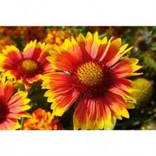 175 piezas de Gaillardia aristata, flores rojas y amarillas, variedad que atrae mariposas, semillas florales muy vistosas, resistentes, ideales para coloridos jardines, fácil de cuidar y floración prolongada - 175 - Ver 3
