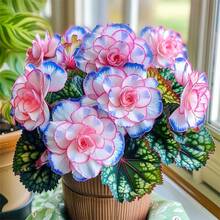 100 Pieces Of Perennial Borderless Begonia Garden Flower Mix For Planting Garden Decoration Outdoor Flowers, Plants, Fruits And Vegetables, Suitable For Plant Lovers As A Gift From Nature - 100個 - 查看 2