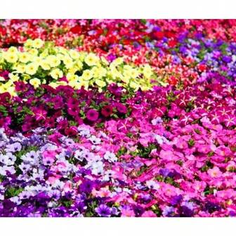 Mixed Color Petunia Garden Seeds -3000+ Vibrant Pink, Black, Plants Live   Vegetable Seeds Seeds Hosta Plants Live Plants Plants Gardening Flower Seeds Plant Flowers For Outside Semillas De Flores Para Sembrar Gardening  All  Live Plants Not Seeds Live Plants  Plants For Outside Mosquito Repellent Outdoor Garden Perennial Plants Seeds For Planting Live Plants  Not Seeds Perennial Flower Seeds Plant Seeds