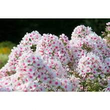 Mixed Color Seeds Planting Ground Cover - Popstars Fluconazole Climbing Carpet Plants -  Seeds Gift For Special Outdoor Flowers Plants Gardening Nature - 200 - 查看 2