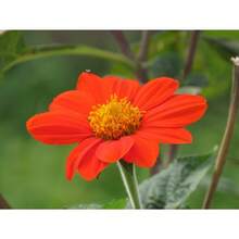 Mexican Seeds Fresh Organic Outdoor Flowers Medicine Red Sunflower