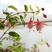 Celosia Lantern Flower Seeds For Planting - Dicentra Spectabilis - Mix Color - View 3