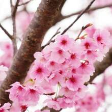 GARDEN Japanese Weeping Sakura Cherry Blossom Flower Tree Cold Hardy - 25pcs/s.e.ed.s. - View 5