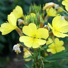 Dwarf Ordinary Lily. Beautiful Lawn/Lawn Cover, Flower Pot, Garden Beautiful Flower