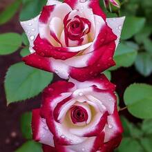 10 semillas de rosas rojas - Flores de arbusto perenne que florecen fáciles de cultivar - 50 semillas/paquete - Ver 1