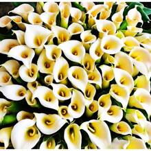 100 Stück weiße Lilien-Samen, mehrjährige Blumen