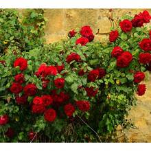 Hybrid Climbing Roses, Fragrant Perennial Vine Flowers, Suitable For Flower Stands Vertical Garden Decoration