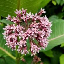 130pcs Seeds Common Milkweed Pink Asclepias Syriaca Perennial - 130pcs - View 4