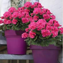 2 Pcs Artificial Geraniums Outdoor Silk Flowers Rose Red Artificial Geranium Bush Faux Flowers Red Geraniums For Floral Home Decor Indoor Garden Patio Grave Cemetary Vase Table Centerpiece - 紅色 - 查看 6