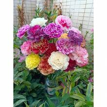 200+ Mixed Narcissus Bulbs For Outdoor Planting, Perennial Colorful Flowers In Various Colors Including Yellow, White, Red, And Purple For Front Garden, Home Garden, Driveway, Terrace, Balcony, And Office, Outdoor Flower Plants, Gardening Nature - Carnation Mix Flower - View 5