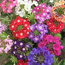 Easy To Grow High Germination Rate 1000 Mixed Verbena Seeds (Common Verbena) - Cold Resistant, Easy To Care For Perennials For Colorful Gardens And Pollinator-Friendly Spaces