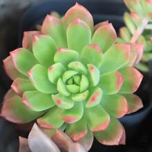 50 High-Quality Succulent Seeds In Mixed Colors, High Germination Rate And Strong Vitality, Attracting Pollinators Like Butterflies, Suitable For Gardens, Pots, Bedrooms, Etc., With Both Decorative And  Functions. - 景天 - 查看 2