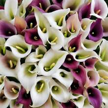 100 Stück weiße Lilien-Samen, mehrjährige Blumen