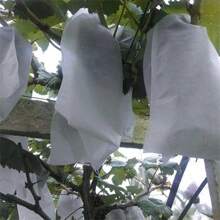 100/200 buc saci de struguri nețesuti pentru fructe, pungi de struguri pentru păsări, insecte și impermeabile, pungi speciale pentru fructe, ambalarea răsadurilor este ușor diferită