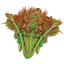 1000 Seeds Toon Seeds Four Seasons Balcony Pothos Toon Shoots Vegetable Seeds Rapeseed - 1000PCS - View 1