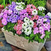 Easy To Grow High Germination Rate 1000 Mixed Verbena Seeds (Common Verbena) - Cold Resistant, Easy To Care For Perennials For Colorful Gardens And Pollinator-Friendly Spaces