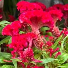 288 Pieces Of Celosia Seeds Perennial Lily Flowers For DIY Home Garden Ground Cover