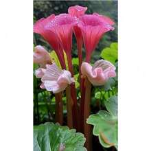200 Pink Calla Lily Seeds Zantedeschia Aethiopica Tree Seeds Cold Resistant And Suitable For All Seasons, Ideal For DIY Gardens, Home Gardens, Flower Pots, And Courtyards - An Ideal Gardening Gift