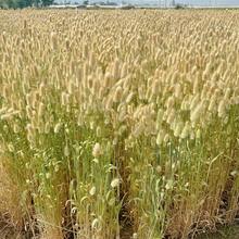 59/119 件干兔尾巴花，蒲苇天然兔尾草干花插花，适用于波西米亚风装饰、家居婚礼 DIY 工艺装饰、秋季装饰、秋季 - 棕色 - 查看 5