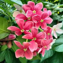 274 Pieces Of Mixed Vine Seeds Are Suitable For Growing Beautiful Traditional Climbing Plants And Flowering Plants