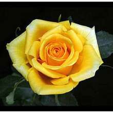 100 YELLOW ROSES Rose Bush Shrub Perennial Flower Seeds Flat S/H