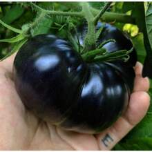 1000 Pieces Of Rare Black Tomato Seeds - SEED - View 2