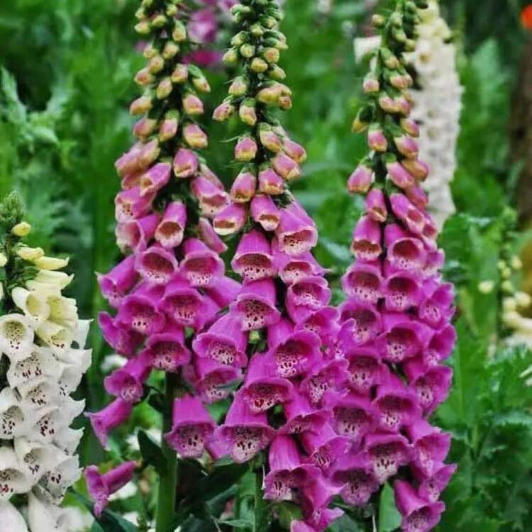 Rehmannia-Samen. - 1000 CHIẾC - Xem 3