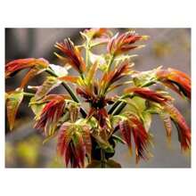 1000 Seeds Toon Seeds Four Seasons Balcony Pothos Toon Shoots Vegetable Seeds Rapeseed - 1000PCS - View 5