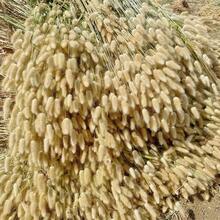 59/119 件干兔尾巴花，蒲苇天然兔尾草干花插花，适用于波西米亚风装饰、家居婚礼 DIY 工艺装饰、秋季装饰、秋季 - 棕色 - 查看 6