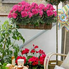 2 Pcs Artificial Geraniums Outdoor Silk Flowers Rose Red Artificial Geranium Bush Faux Flowers Red Geraniums For Floral Home Decor Indoor Garden Patio Grave Cemetary Vase Table Centerpiece - 紅色 - 查看 5