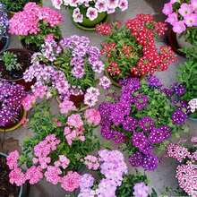 Easy To Grow High Germination Rate 1000 Mixed Verbena Seeds (Common Verbena) - Cold Resistant, Easy To Care For Perennials For Colorful Gardens And Pollinator-Friendly Spaces