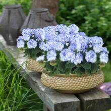 2 Pcs Artificial Geraniums Outdoor Silk Flowers Light Purple Artificial Geranium Bush Faux Flowers Geraniums For Floral Home Decor Indoor Garden Patio Grave Cemetary Vase Table Centerpiece - 紫色 - 查看 6