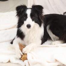 Hide And Seek Replacement Squirrel Dog Toy -3 Pack