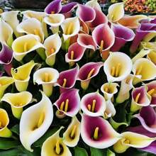 100 Stück weiße Lilien-Samen, mehrjährige Blumen