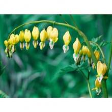 200 piezas de semillas de flores de corazón sangrante amarillo, semillas de flores, floración perenne, vendedor de EE. UU. 315 - 200 - Ver 1