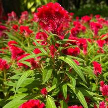288 Pieces Of Celosia Seeds Perennial Lily Flowers For DIY Home Garden Ground Cover