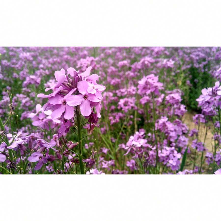 Easy To Grow High Germination Rate 1000 Mixed Verbena Seeds (Common Verbena) - Cold Resistant, Easy To Care For Perennials For Colorful Gardens And Pollinator-Friendly Spaces