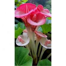 200 Pink Calla Lily Seeds Zantedeschia Aethiopica Tree Seeds Cold Resistant And Suitable For All Seasons, Ideal For DIY Gardens, Home Gardens, Flower Pots, And Courtyards - An Ideal Gardening Gift
