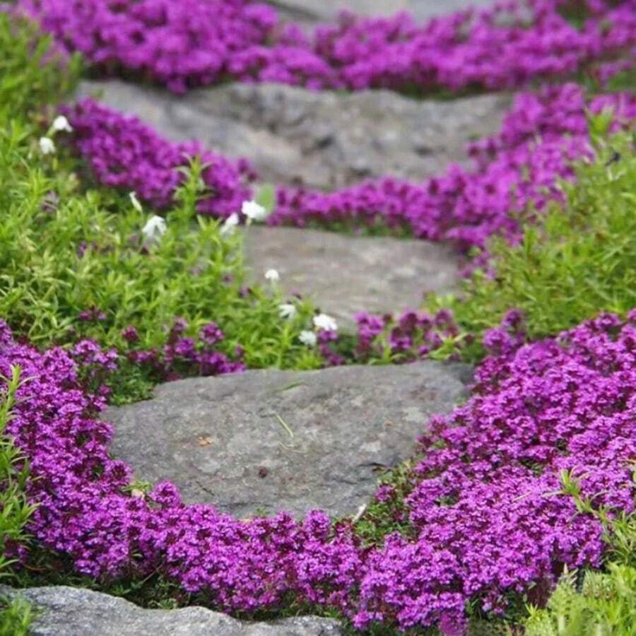 5,000 Creeping Thyme Seeds (Thymus Serpyllum) - Dwarf Ground Cover Flower Seeds