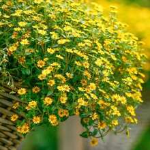 Fresh Flowers - 1Pack - View 4