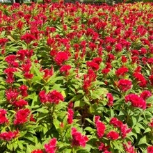 288 Pieces Of Celosia Seeds Perennial Lily Flowers For DIY Home Garden Ground Cover