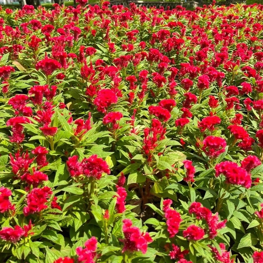 288 Pieces Of Celosia Seeds Perennial Lily Flowers For DIY Home Garden Ground Cover