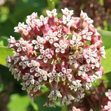 130pcs Seeds Common Milkweed Pink Asclepias Syriaca Perennial - 130pcs - View 3