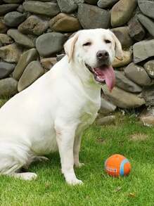 Interactive Pet Squeaky Toys, Pet Chasing Toys Ball, Dog Football/Volleyball/Rugby, Squeaky Dog Balls, Interactive Latex Rubber Squeaky Dog Toys, Soft Bouncy Fetch Toys For Small Dogs, Training Tools, Pet Supplies, No Battery Required - Multicolor - View 9