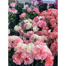 200+ Mixed Narcissus Bulbs For Outdoor Planting, Perennial Colorful Flowers In Various Colors Including Yellow, White, Red, And Purple For Front Garden, Home Garden, Driveway, Terrace, Balcony, And Office, Outdoor Flower Plants, Gardening Nature - Carnation Mix Flower - View 3