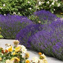 200 piezas de semillas de flores de lavanda dulce púrpura, semillas de flores de jardín, semillas púrpuras, flores de aromaterapia - 200 - Ver 4
